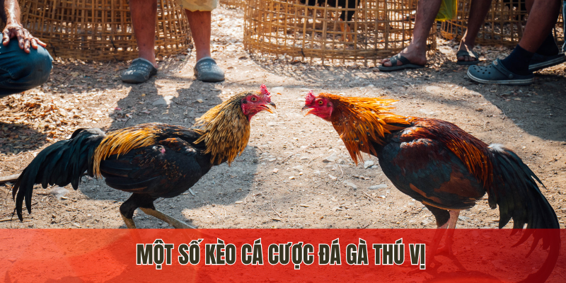 Một số kèo cá cược đá gà thú vị